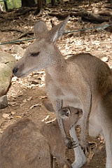 0088 Cairns Tropical Zoo